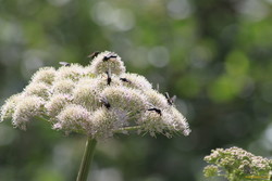 Bugs on Angelica