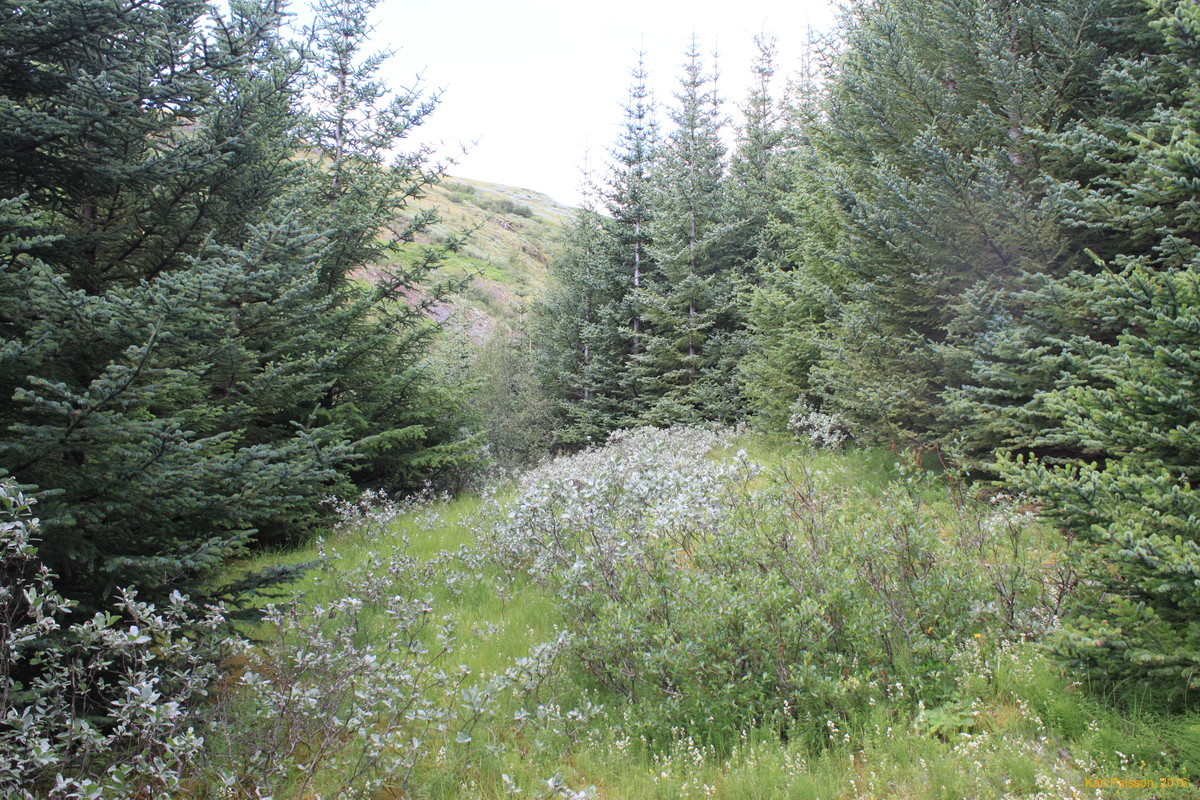 Pine glades moving upstream