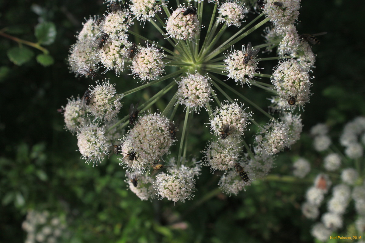 Angelica was popular with the bugs