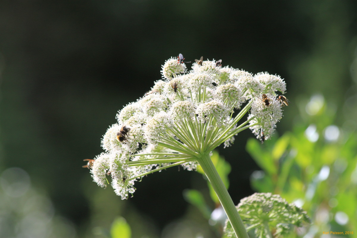 Bugs on Angelica