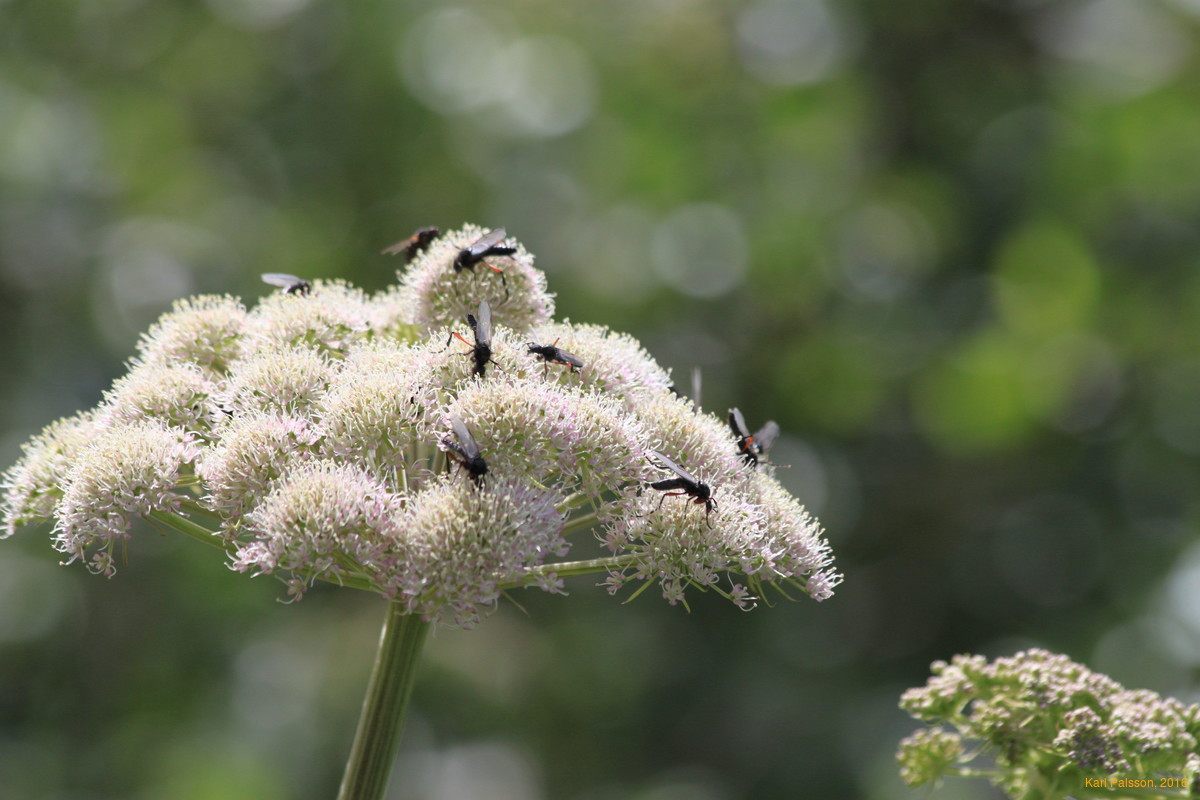 Bugs on Angelica