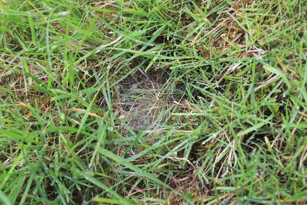 Wet spiderwebs in the garden