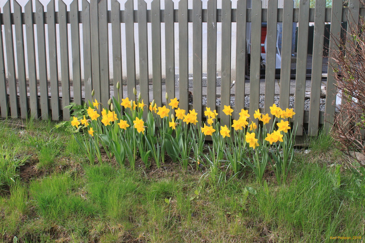 Daffodils are always first