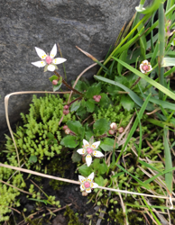 Saxifraga stellaris near Innri-Emstruá