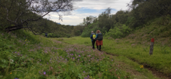 Kata and Ásta walking through the Blágresi (Geranium sylvaticum)